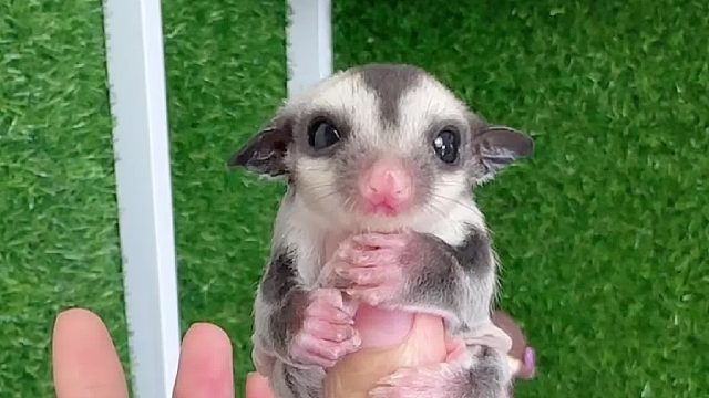 好可爱的一小团，别看它小小的，可肉乎了。