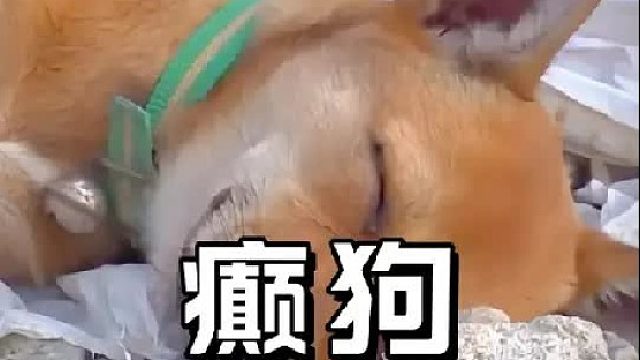 狗狗身患疾病被抛弃，每次发病都躲在角落默默承受