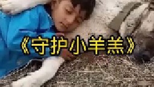 坎高犬和牧羊人共同守护刚出生的小羊羔