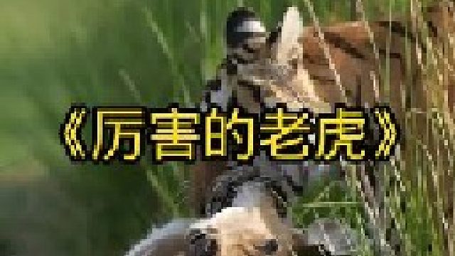 老虎的实力太强了