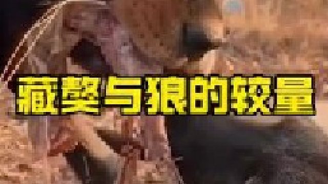 藏獒与狼群的较量