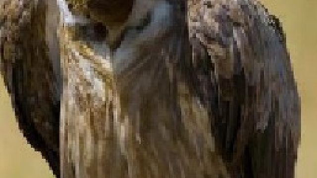 草原清洁工秃鹫遭遇野狗群围攻