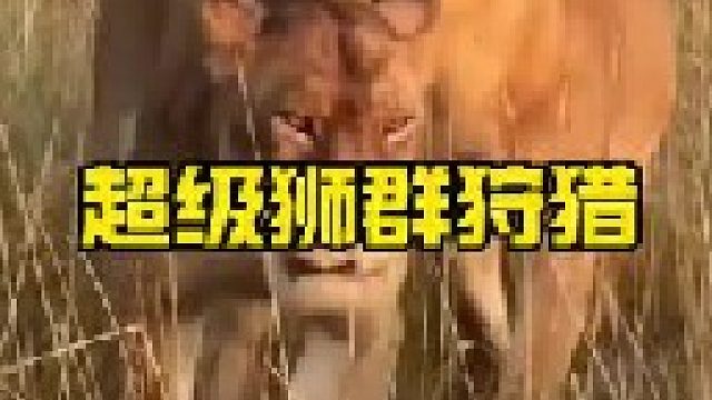 草原上的超级狮群外出狩猎