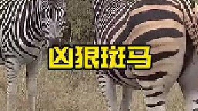 草原上的流氓斑马非常凶狠