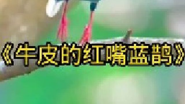 鸟类中的扛把子，红嘴蓝鹊太牛皮了