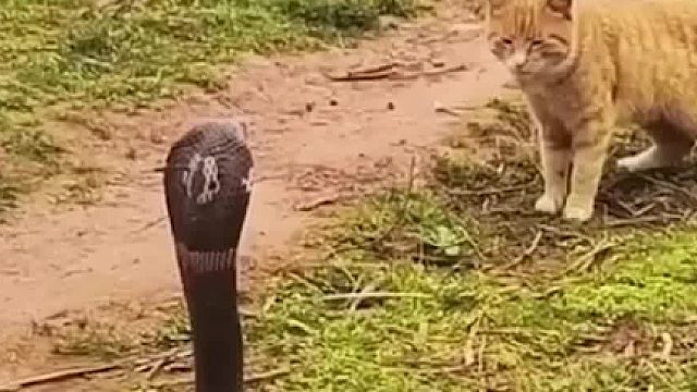 喵星人和眼镜王蛇对线