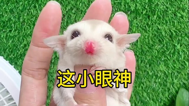 小脑袋一动，又在想啥呢