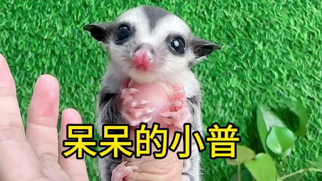 普蜜妹妹，有点呆