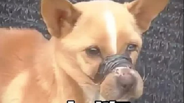 小狗的嘴巴被皮筋绑住，连续7天没有进食，眼里含着泪水不停打转