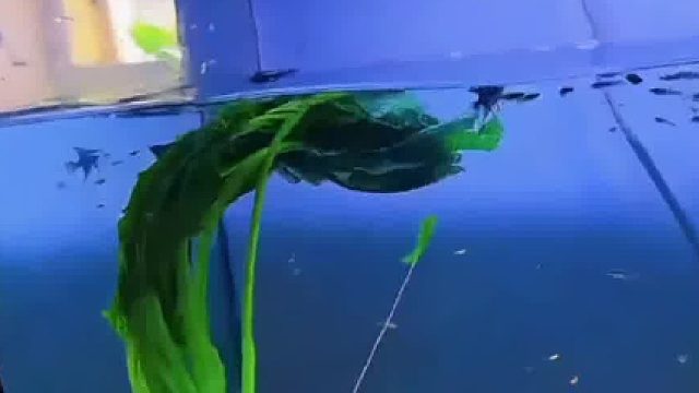 男子晒出自己鱼缸养鱼日常！网友：你这个鱼，怎么菜里菜气的？