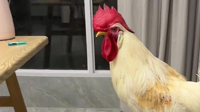 大公鸡有多双标