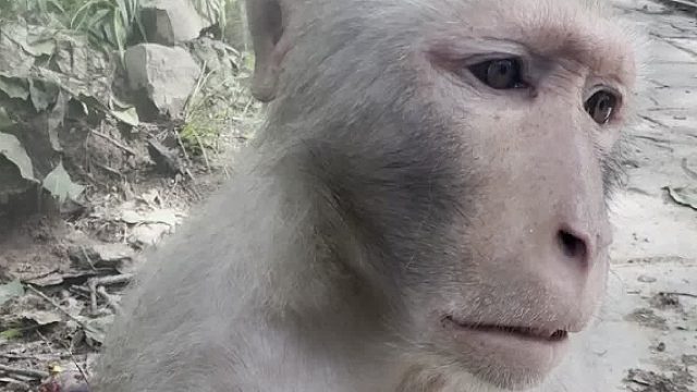 猴哥：金钱对于我来说就是粪土