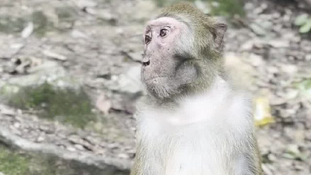 猴：孤单的我还是没有改变