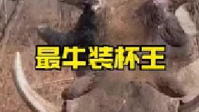 草原上无以伦比的装杯王疣猪蓬蓬