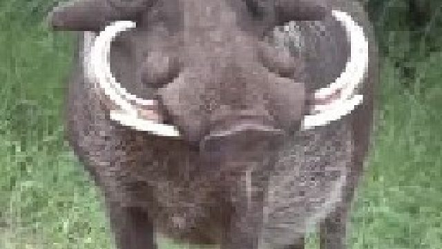 草原上无以伦比的装杯王疣猪硬杠狮子鬣狗和花豹