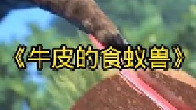 蚂蚁杀手食蚁兽到底有多牛皮