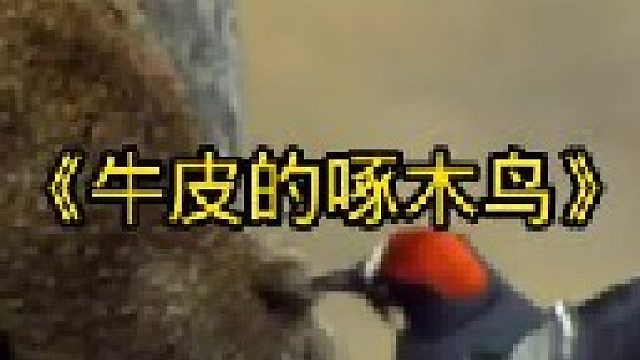 它用嘴啄树的速度绝对是鸟类中的天花板