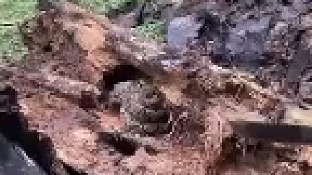 虽然它是冷血动物，这样做有点残忍了