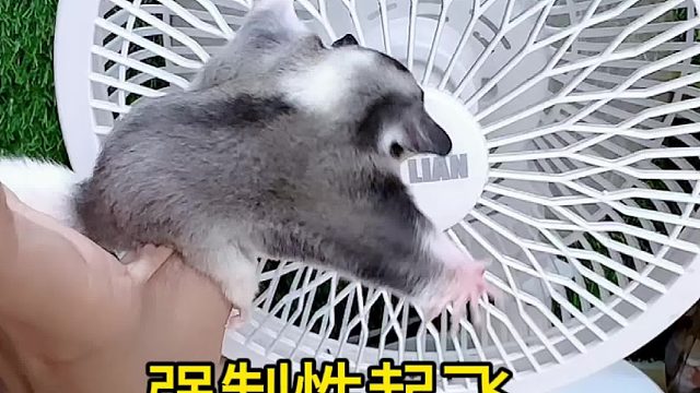 哈哈哈，这么玩几次，还真会滑翔了