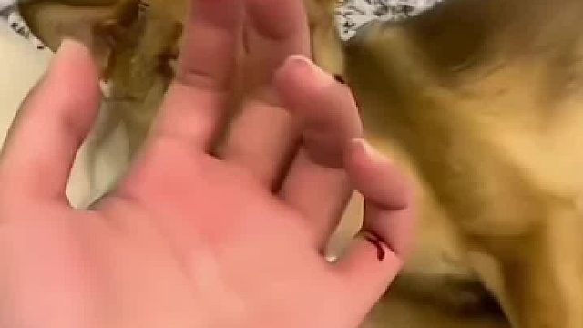 养了几年的狗咬了主人