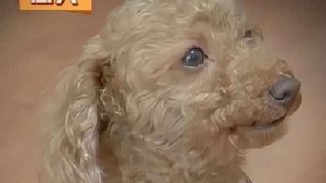 奶奶为了不让自己忘记残疾的狗，不管去哪都要和它拴在一起