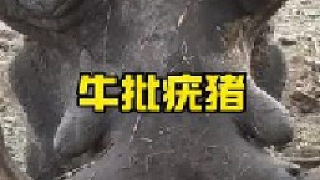 草原疣猪超强的装杯能力