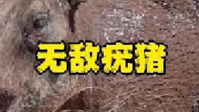 草原疣猪蓬蓬泡澡无视危险