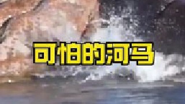 草原之王狮子被河马暴揍