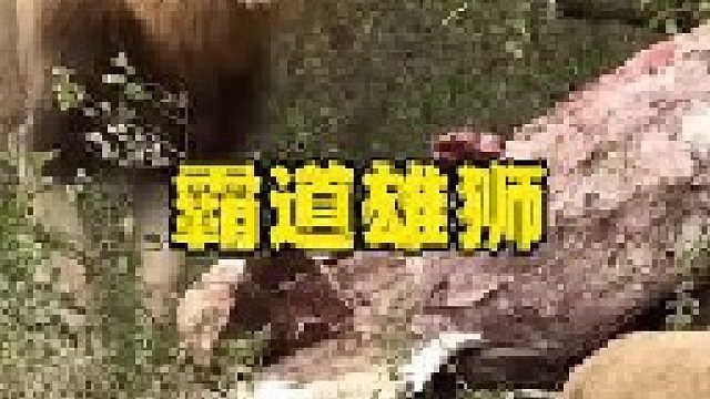草原之王雄狮的强势霸道
