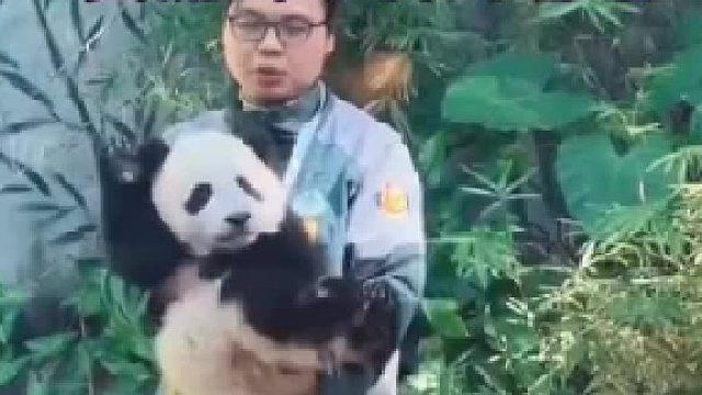 大熊猫妹猪刚出门营业就招手和游客打招呼……