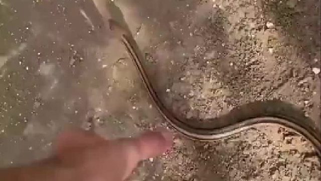 攻击100，伤害0，这种蛇最爱虚张声势，一点攻击性都没有