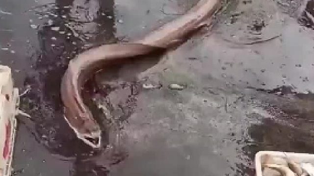 海鳗生性凶猛，咬合力太恐怖了，谁知遇见大姐后简直不堪一击！