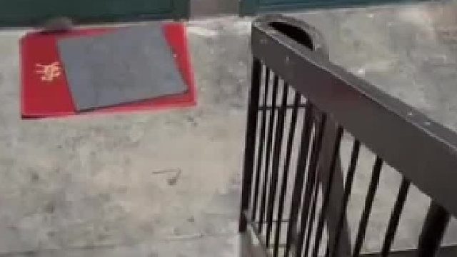 女子楼梯内遇老鼠，猫咪前来助阵！