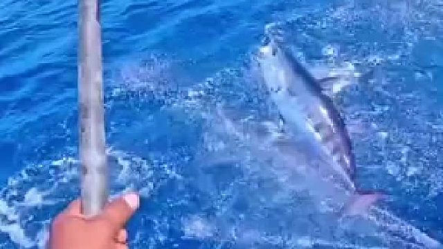 这样的钓鱼见过吗？