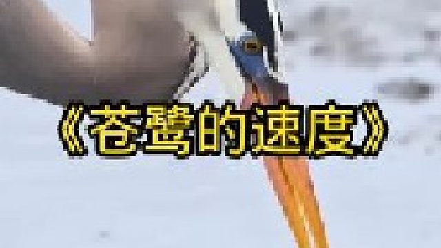 苍鹭的速度绝对是鸟类中的天花板
