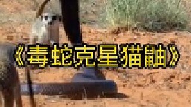 猫鼬的实力绝对是天花板一样的存在
