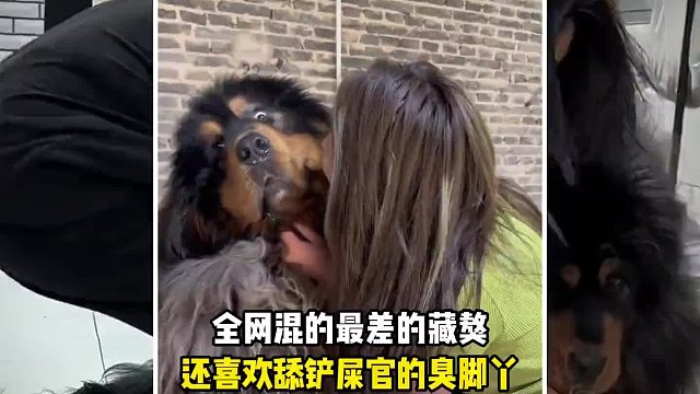 全网混的最差的藏獒，一只猛男硬生生被养成了娇羞的小公主