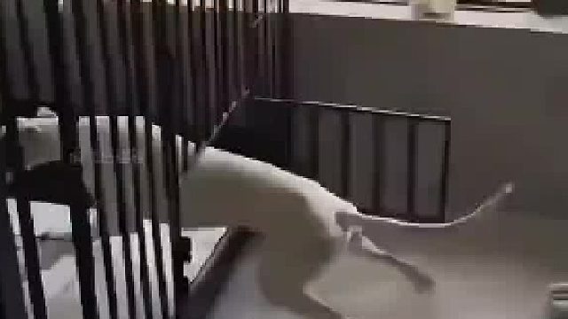 别说狗子了，听你这声儿喊我进去都不敢迟半秒