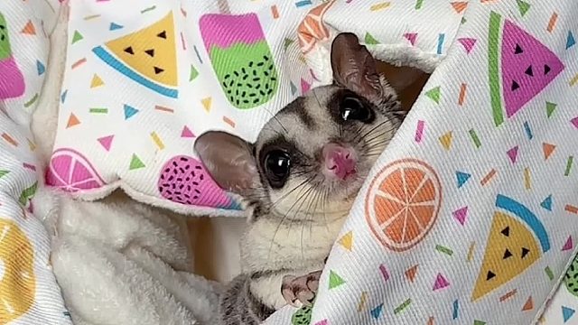 听见我叫它，耳朵像跳舞一样