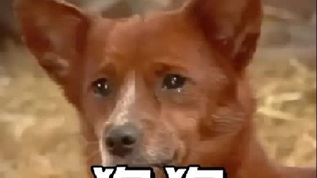 主人将老黄牛卖掉后，狗狗留下了伤心的眼泪，一段跨越种族的爱