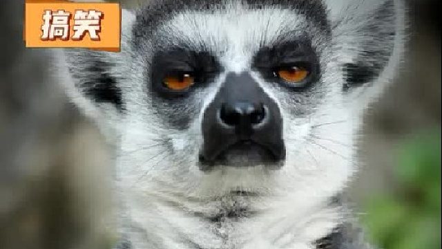 狐猴：锄禾日当午，爱吃辣条补一补