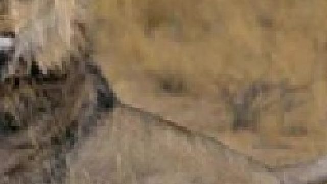 草原之王雄狮为同伴复仇