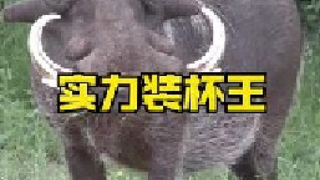 草原装杯大王疣猪实力硬杠花豹
