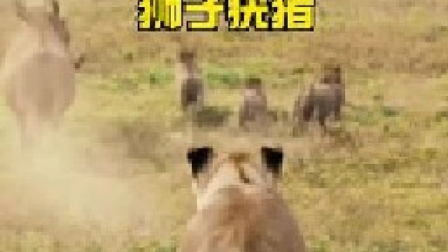 草原装杯王疣猪挑衅狮子