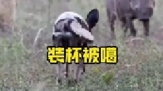 草原装杯王疣猪遇到野狗群