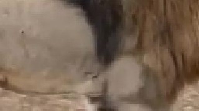 草原装杯王疣猪遭到雄狮和母狮联合追击，母狮气场强大直接擒获