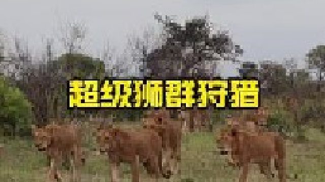 超级狮群外出狩猎巨型公牛