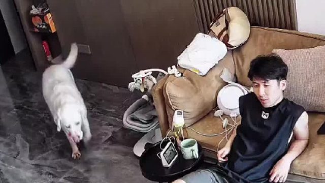 狗子竟然偷跑进宝宝屋里
