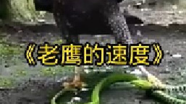 老鹰的反应速度绝对是天花板一样的存在