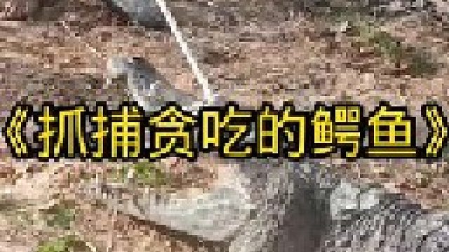 鳄鱼进村打家劫舍被当场制服